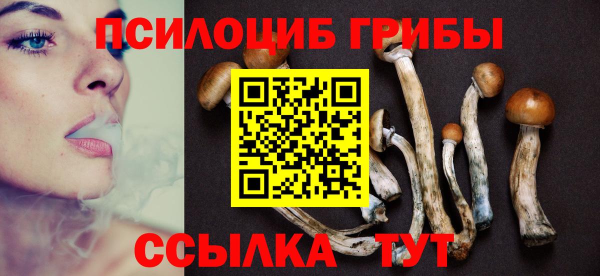 Галлюциногенные грибы Psilocybe Славгород
